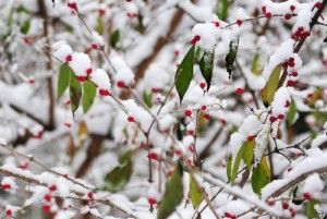 garden in snow