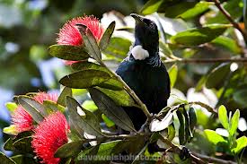 Tiritiri Mitangi - Birding Adventure Down Under