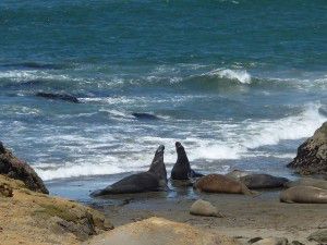 Sparring Elephant Seals
