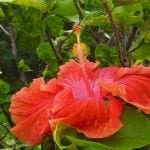 Ballou_gorgeous red hibiscus