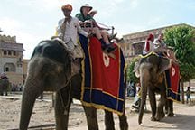 Stollar elephant transport