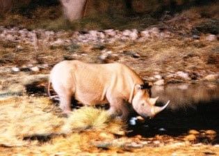 sandra rhino