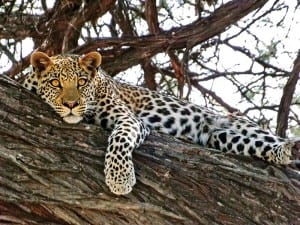 Leopard in Tree on Safari