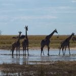 Giraffes on the Chobe River_1