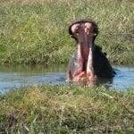 hippo yawn web