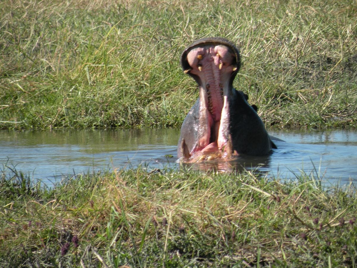 hippo yawn web