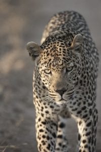 Walking Leopard-Tom Schwab_1