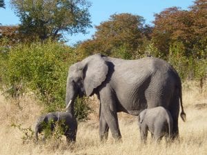 best mother ellie with twobabies_1