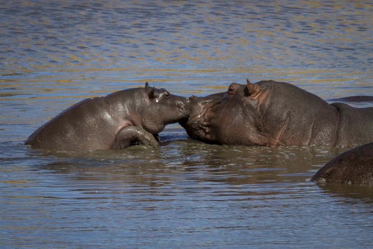 baby-hippo-with-mother-tom-schwab_1