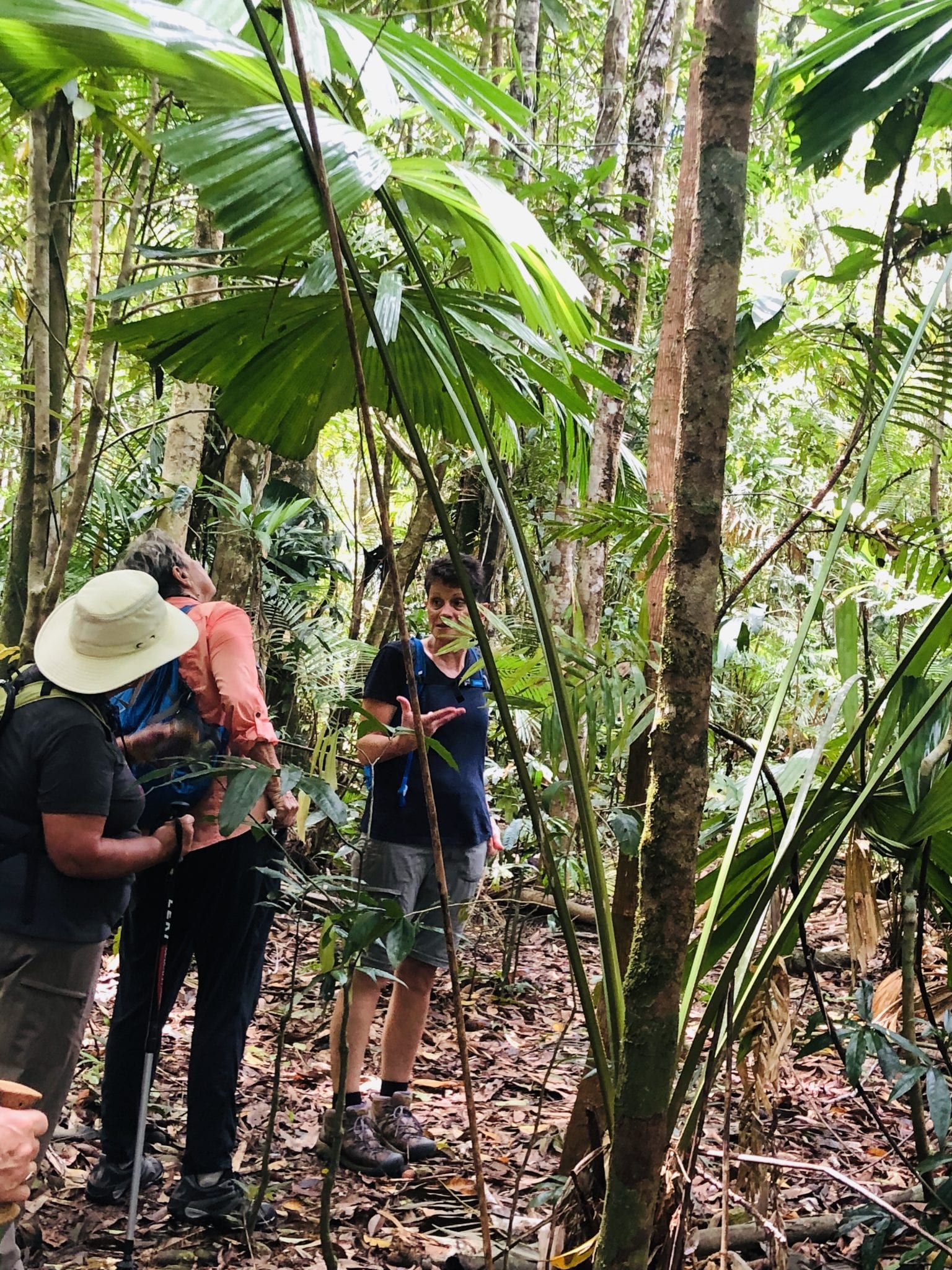 Daintree Forest with guide-Gail Bettts