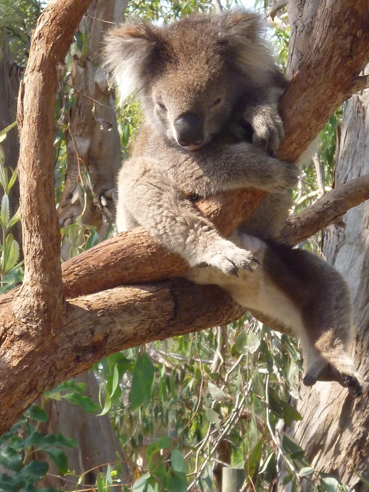 Melbourne Moonlit Sancturay-Victor the Koala