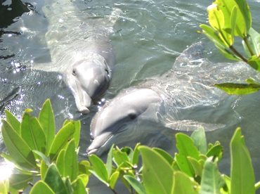 Flirting Dolphins