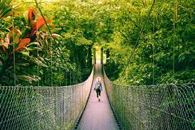 bridge Monteverde cloud forest-stock image