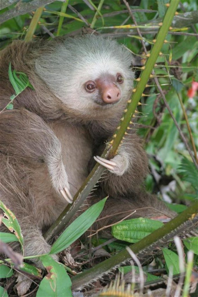 sloth face-Tico River Adventures
