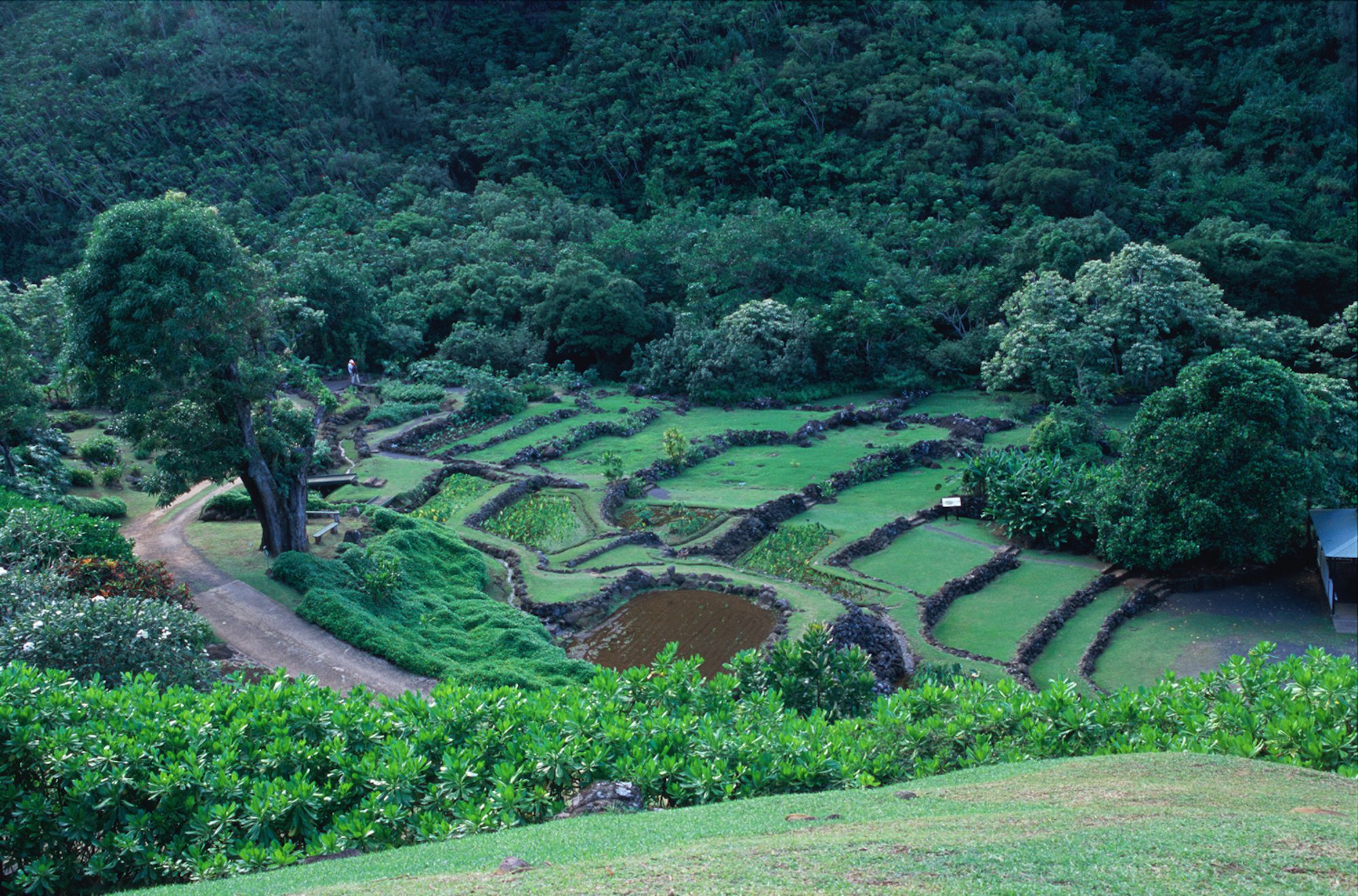 Limahuli Garden Courtesy Hawaii Toursit Aurthority